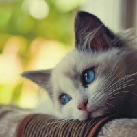 Avatar của Võ Thị Kim Chi